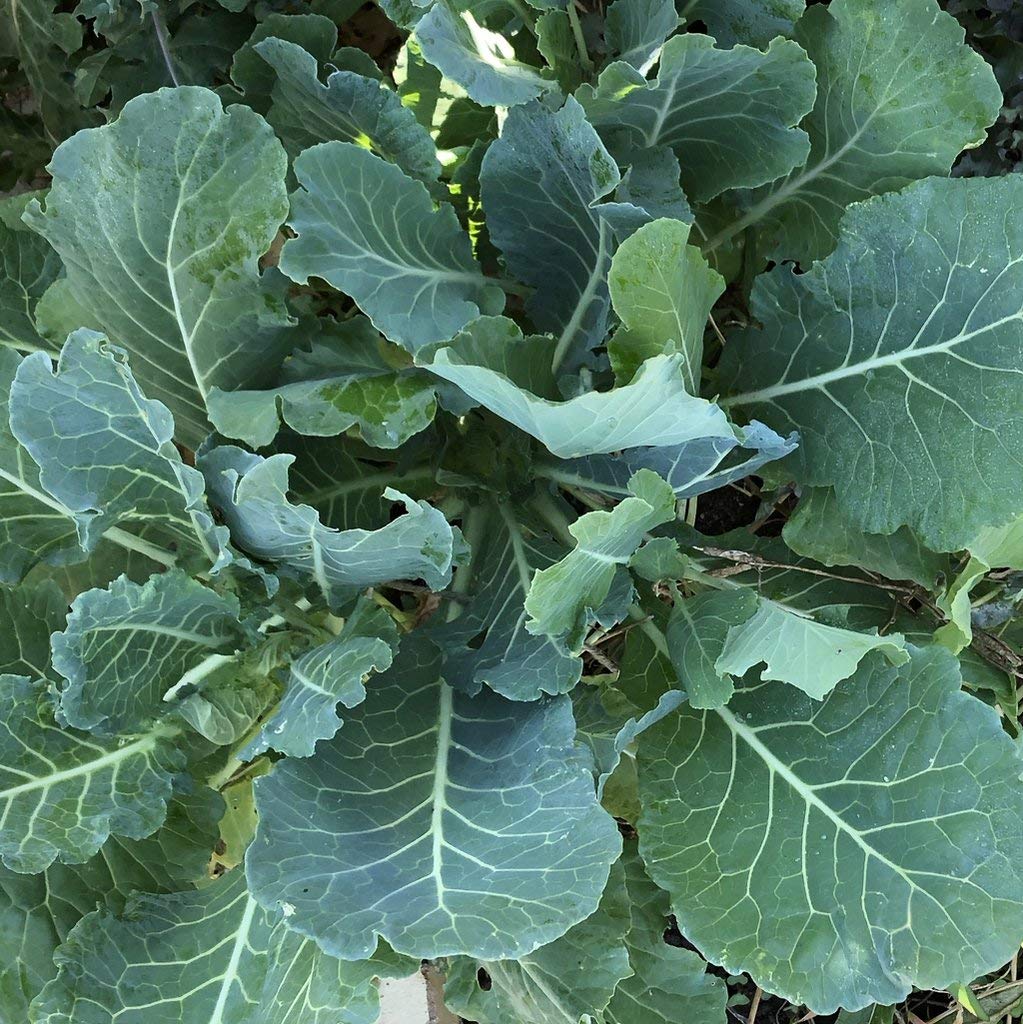 Generic Morris Heading collards ready to harvest after 80 days