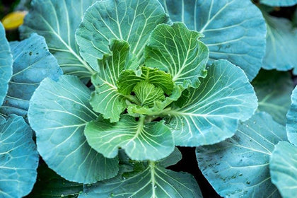 Generic Morris Heading collard seeds pack, non-GMO heirloom for home gardens
