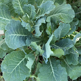 Generic Morris Heading seeds in soil, direct sow 6-8 weeks before frost for spring crops