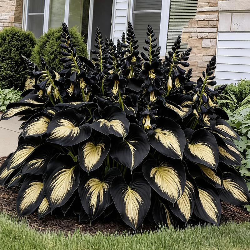 Generic multi-variety hosta seeds highlighting leaf texture and color