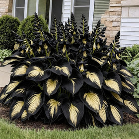 Generic multi-variety hosta seeds highlighting leaf texture and color
