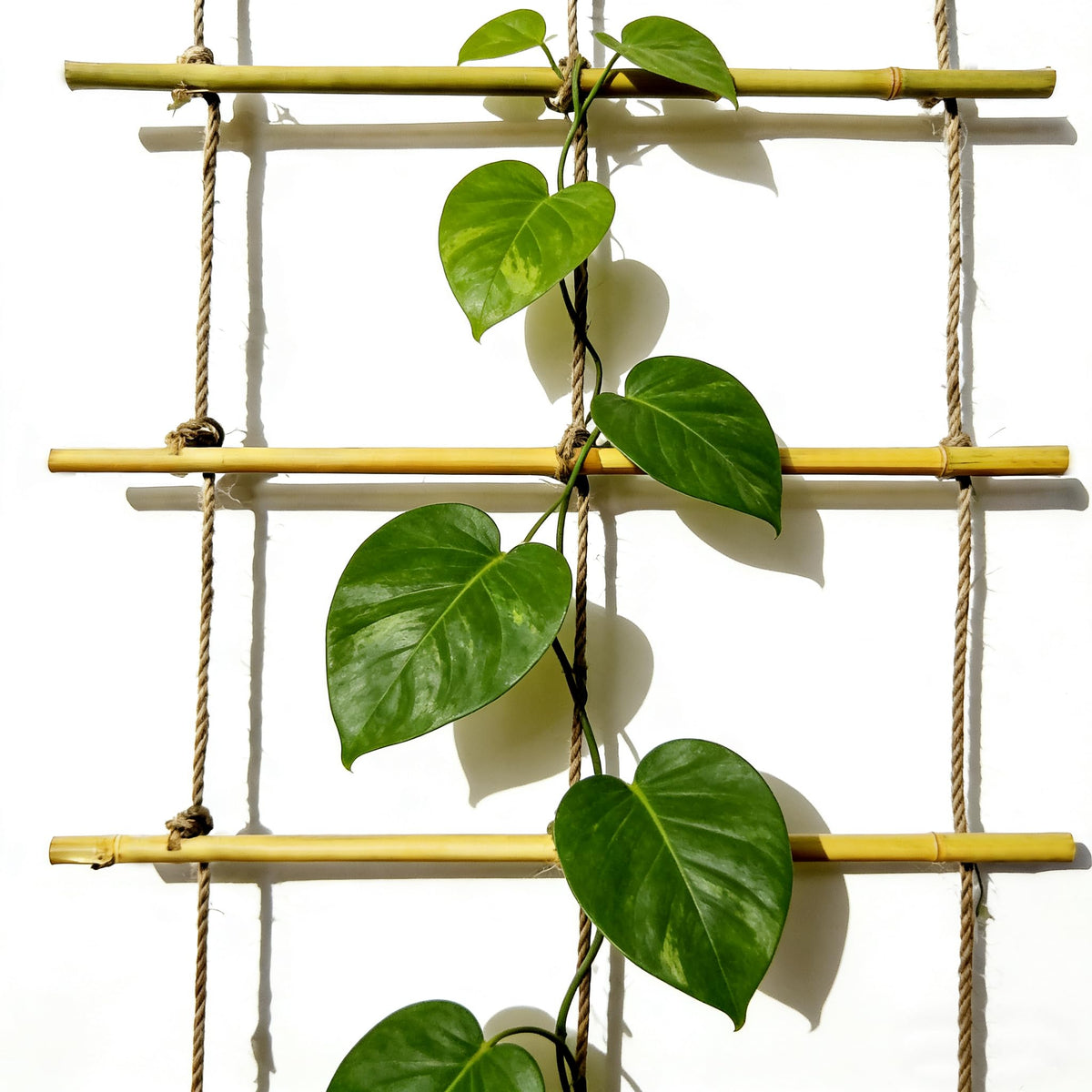 Climbing plants thrive on Generic bamboo ladder trellis in the yard.