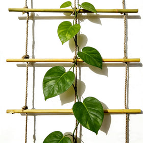 Climbing plants thrive on Generic bamboo ladder trellis in the yard.