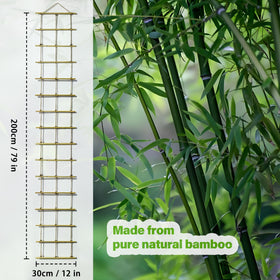 Garden scene featuring Generic bamboo ladder trellis for elegant vertical growth.