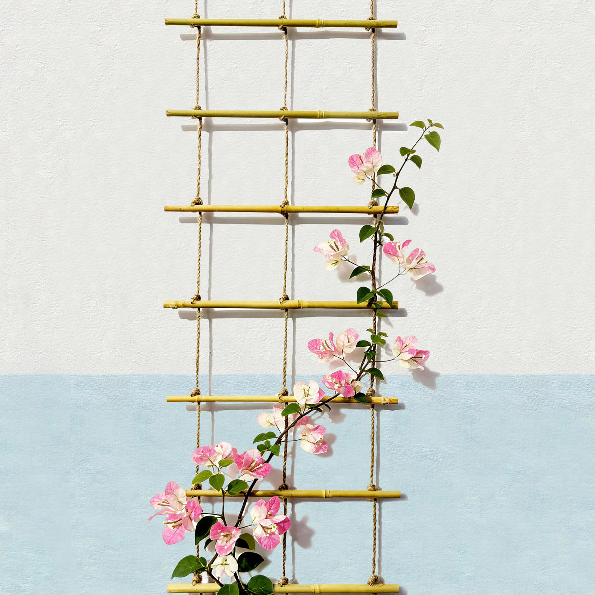 Patio area with Generic bamboo ladder trellis guiding flowering climbers.