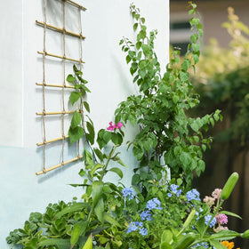 Side view of Generic bamboo ladder trellis showing sturdy 17-tier design.