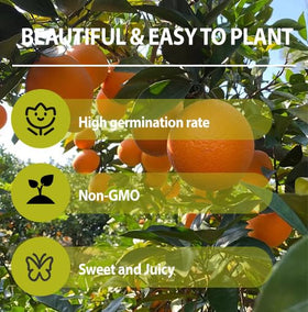 Generic Navel Orange Seeds harvest-ready fruit use for fresh eating.