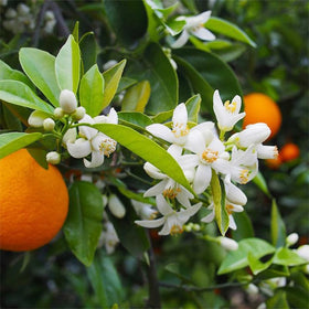 Generic Navel Orange Seeds planted in a well-draining mix for sprouting.