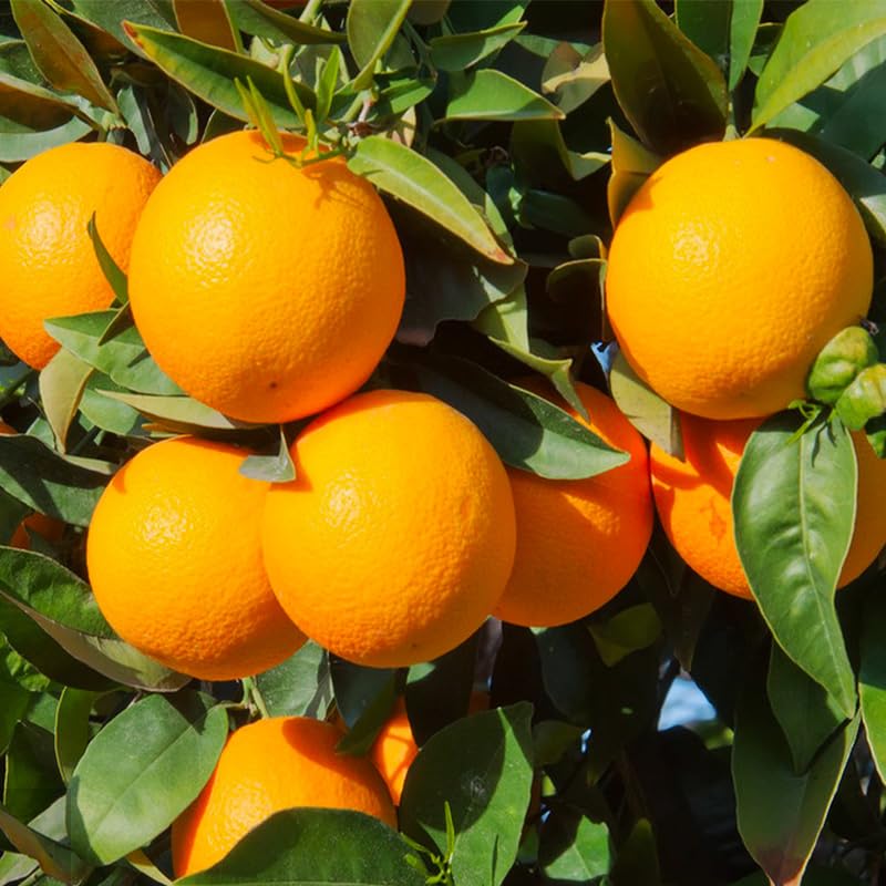 Generic Navel Orange Seeds soaking in warm water to boost germination.