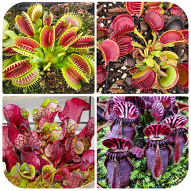 Generic Nepenthes seeds close-up pack for starting a rare tropical collection