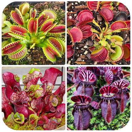 Generic Nepenthes seeds close-up pack for starting a rare tropical collection