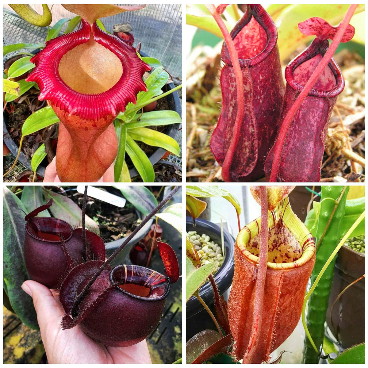 Generic Nepenthes seeds germination under humidity dome fosters even sprouts