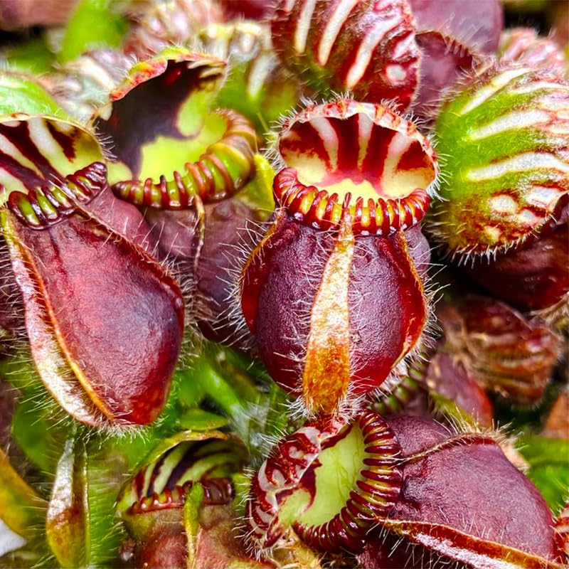 Generic Nepenthes seeds sowing on moist moss demonstrates simple propagation
