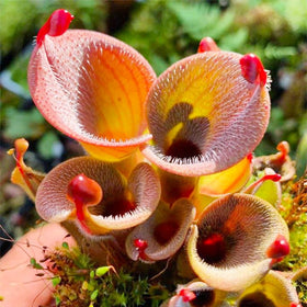 Generic Nepenthes seeds young pitcher stage shows future ornamental plants