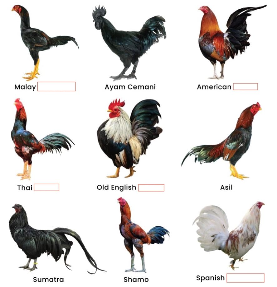 Generic NitroJet Rooster Oxygenator angled view shows durable construction and grip.