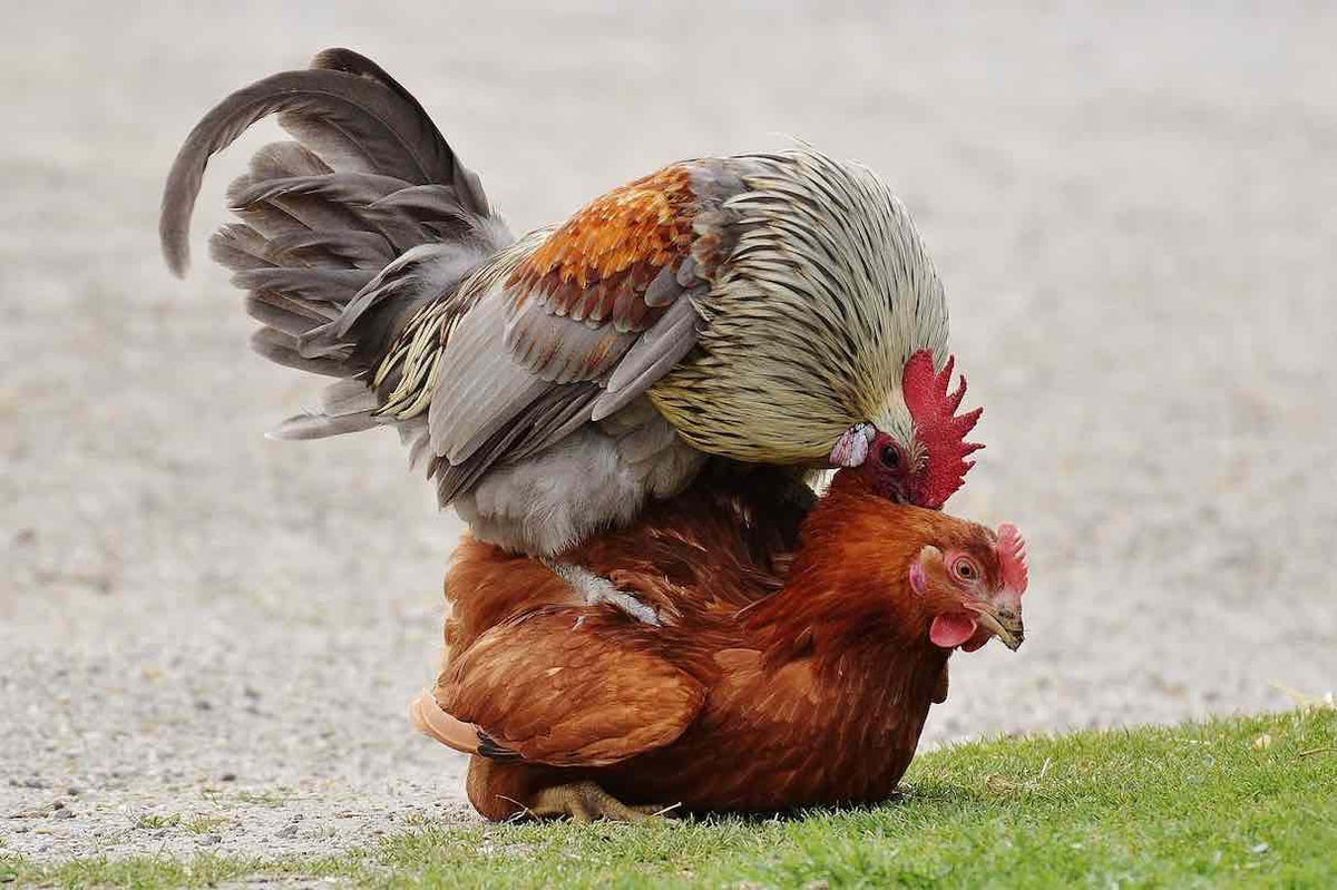 Generic NitroJet Rooster Oxygenator in use demonstrates easy attachment.