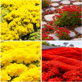 Generic non-genetically modified thyme seeds support simple outdoor planting