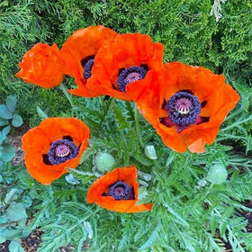 Generic non-GMO heirloom seeds for authentic poppy varieties outdoors