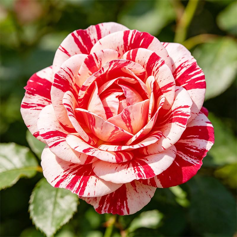 Generic Non-GMO rose seeds suited for outdoor planting
