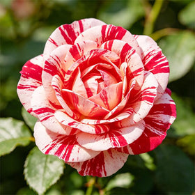 Generic Non-GMO rose seeds suited for outdoor planting