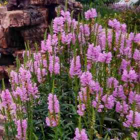 Generic Obedient Crystal Peak blooms attract bees and butterflies, supporting pollinators in home gardens.
