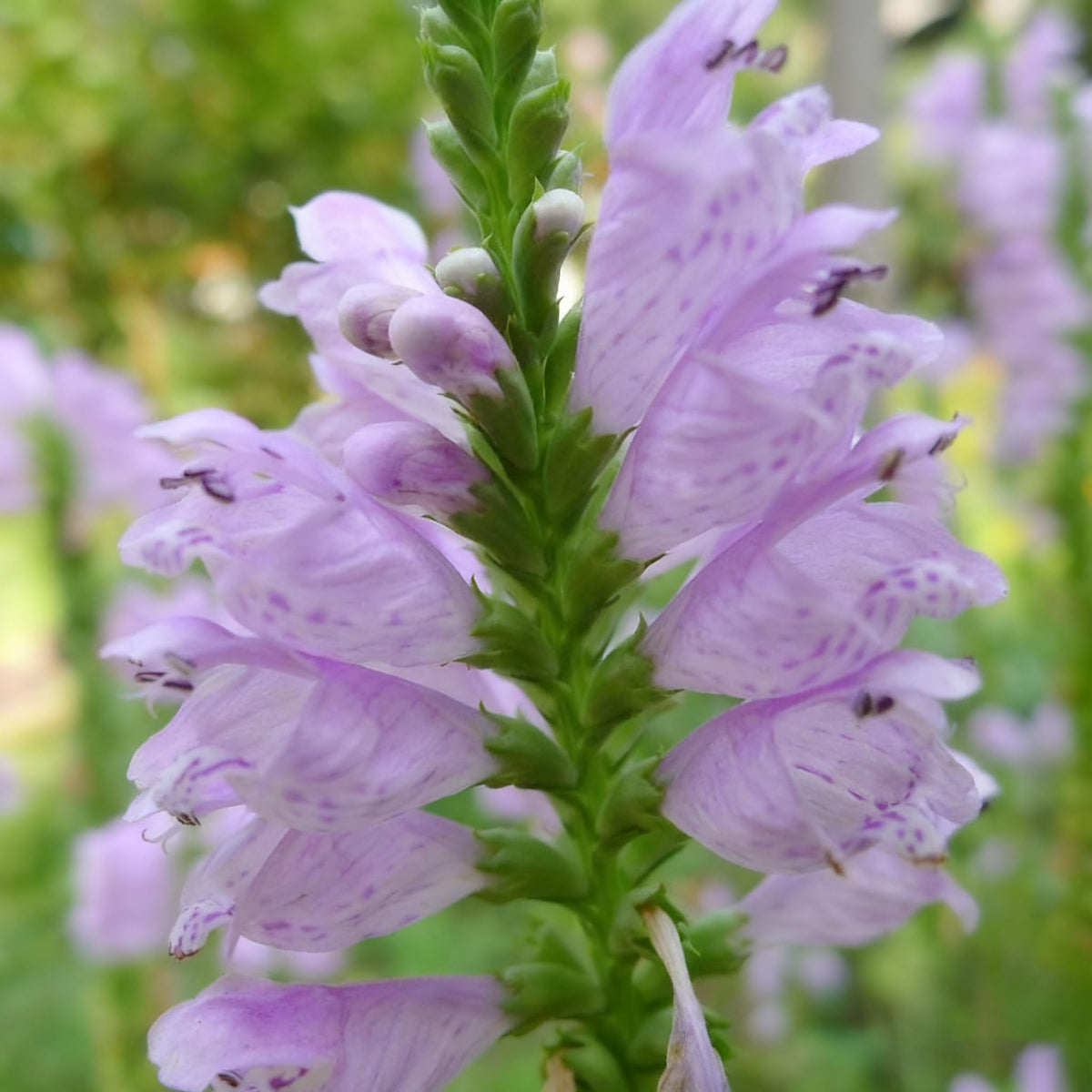 Generic Obedient Crystal Peak seeds suited for USDA zones 4-8 with robust perennial growth.