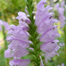 Generic Obedient Crystal Peak seeds suited for USDA zones 4-8 with robust perennial growth.