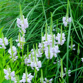 Generic Obedient Crystal Peak seeds close-up blooming in pink, white, and purple tones.