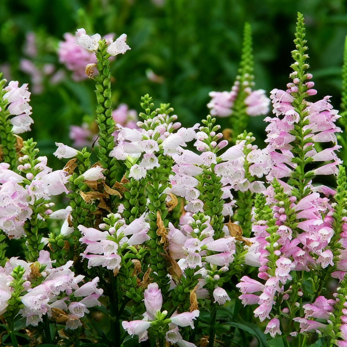 Generic Obedient Crystal Peak seeds pack showing vibrant bloom colors for garden borders.