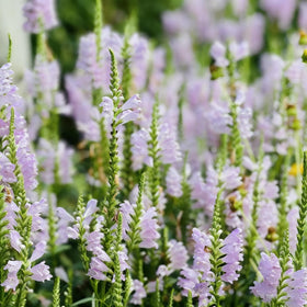 Generic Obedient Crystal Peak seed packets feature upright perennial clumps for borders.