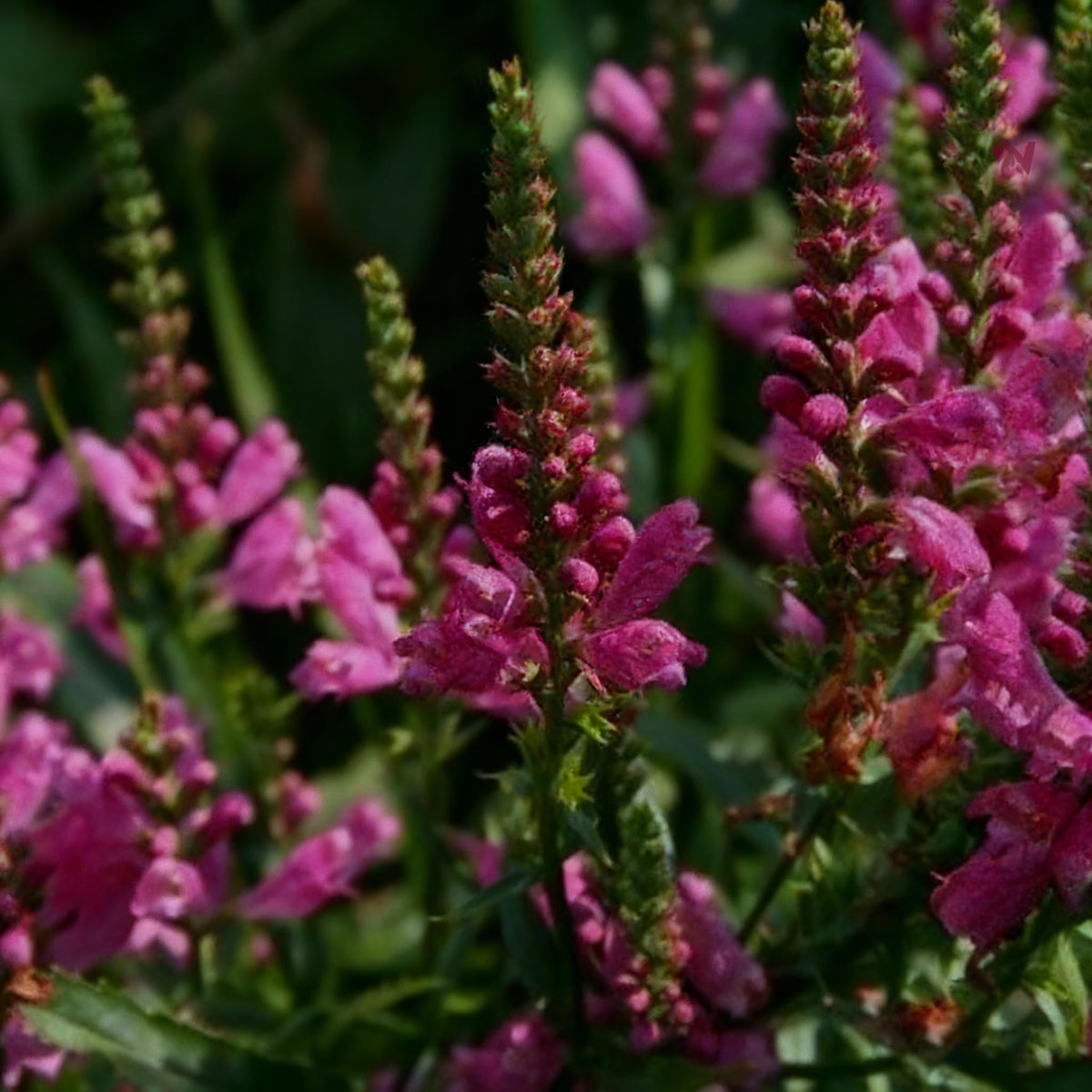 Generic Obedient Crystal Peak plants depicted with drought-tolerant foliage for water-wise landscaping.