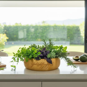 Generic One Ring planter ships with care tips for easy plant maintenance