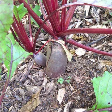 Generic organic beet seeds harvest-ready, ideal for canning, pickling, or fresh greens.