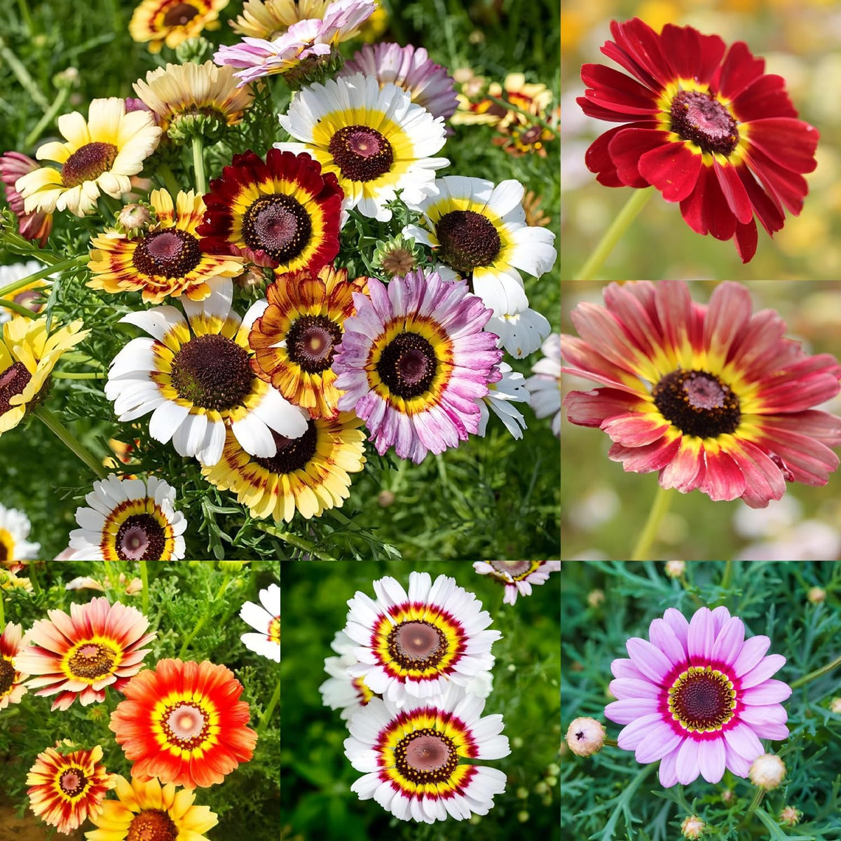 Generic Painted Daisy seeds bloom close-up in a sunny garden bed, adding vibrant color and butterfly-friendly appeal.