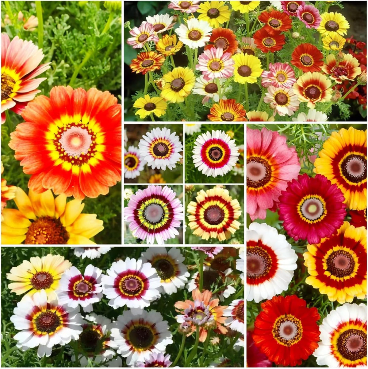 Generic Painted Daisy Seeds color mix for vibrant borders and bouquets.