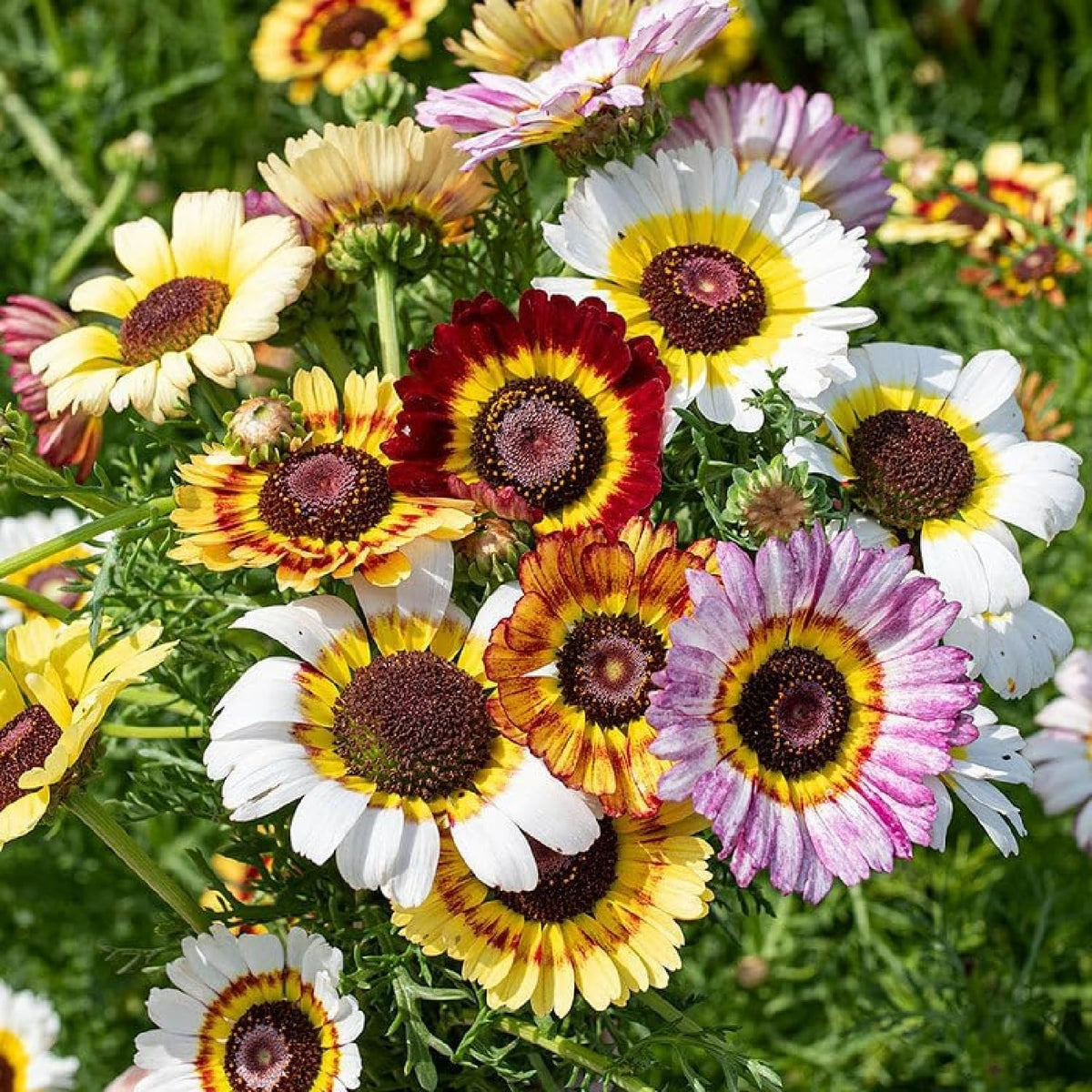 Generic Painted Daisy seeds cut flower-ready for fresh arrangements.