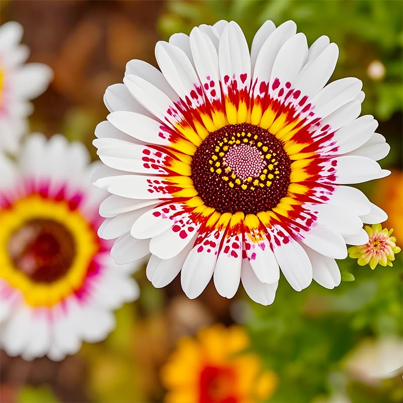 Generic Painted Daisy Seeds drought tolerance supports low-water garden design.