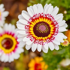 Generic Painted Daisy Seeds drought tolerance supports low-water garden design.