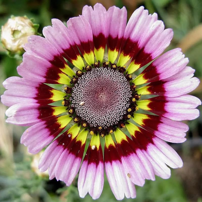 Generic Painted Daisy seeds thrive in sunlit borders, bringing color to garden beds.