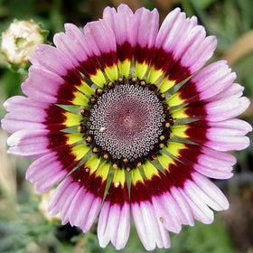 Generic Painted Daisy seeds thrive in sunlit borders, bringing color to garden beds.