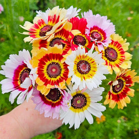 Generic Painted Daisy Seeds long stems provide sturdy cut flowers for arrangements.