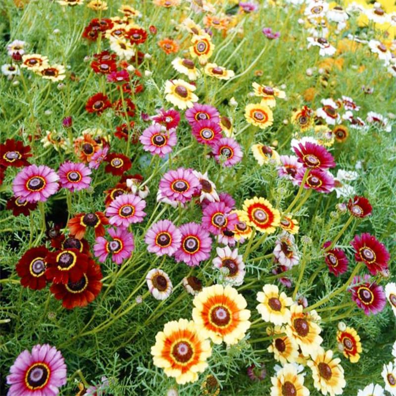 Generic Painted Daisy Seeds sowing instructions guide early spring or fall planting.