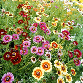 Generic Painted Daisy Seeds sowing instructions guide early spring or fall planting.
