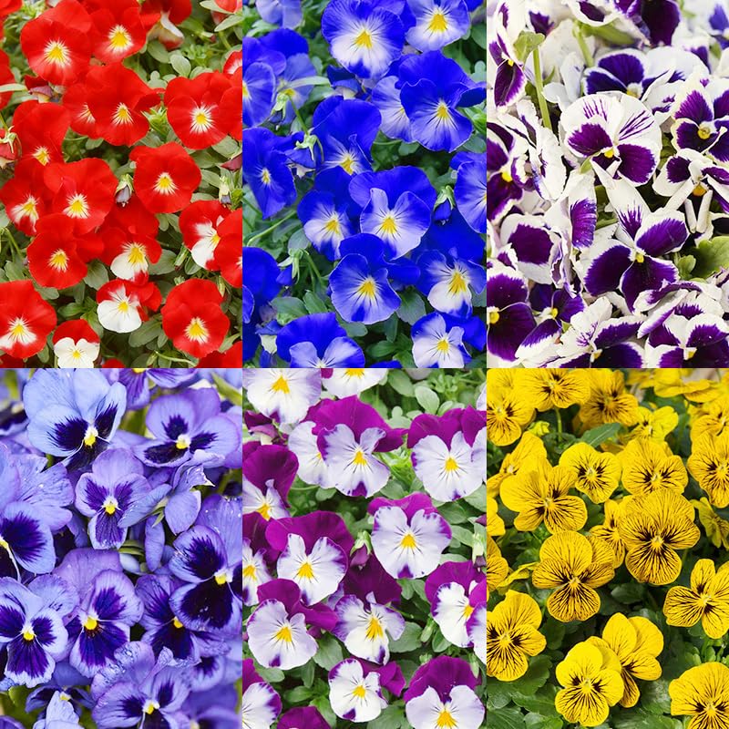 Generic pansy seeds edge garden borders with bright color.