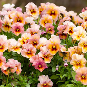 Generic pansy seeds thrive in window boxes, adding cheerful color.