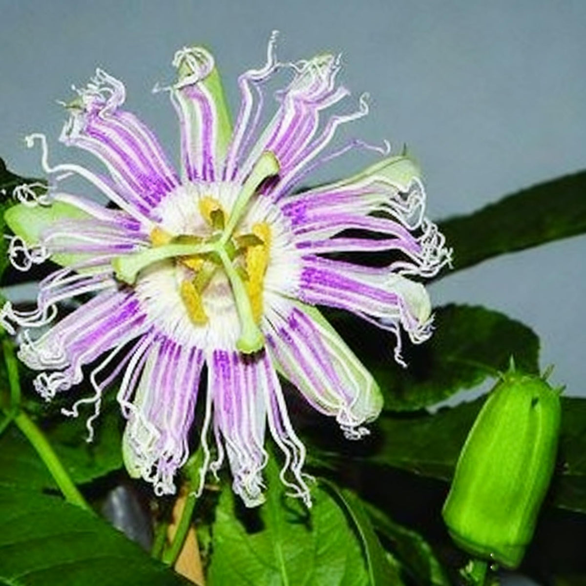 Generic Passiflora Caerulea seeds close-up showing potential for exotic blooms.