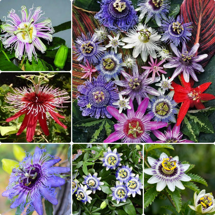Generic passion flower seeds in mixed colors for vibrant garden growth and pollinator allure.