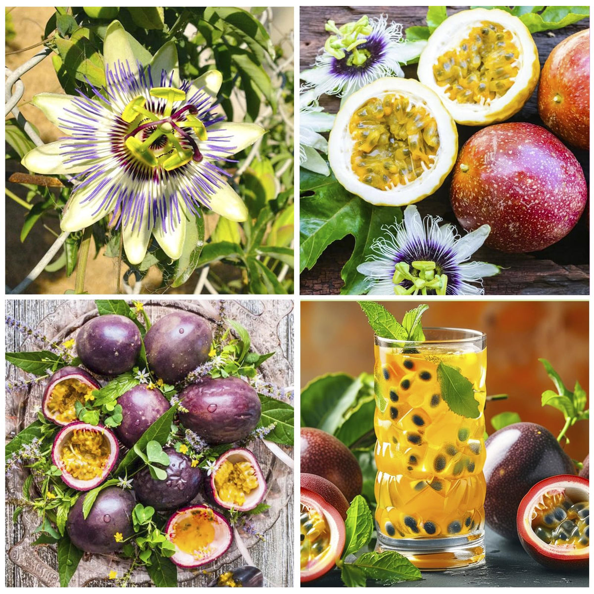 Generic passion fruit seeds soaking step promotes germination.