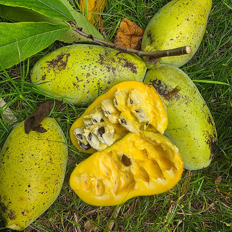 Generic Pawpaw fruit ready to harvest for tastings and culinary uses.