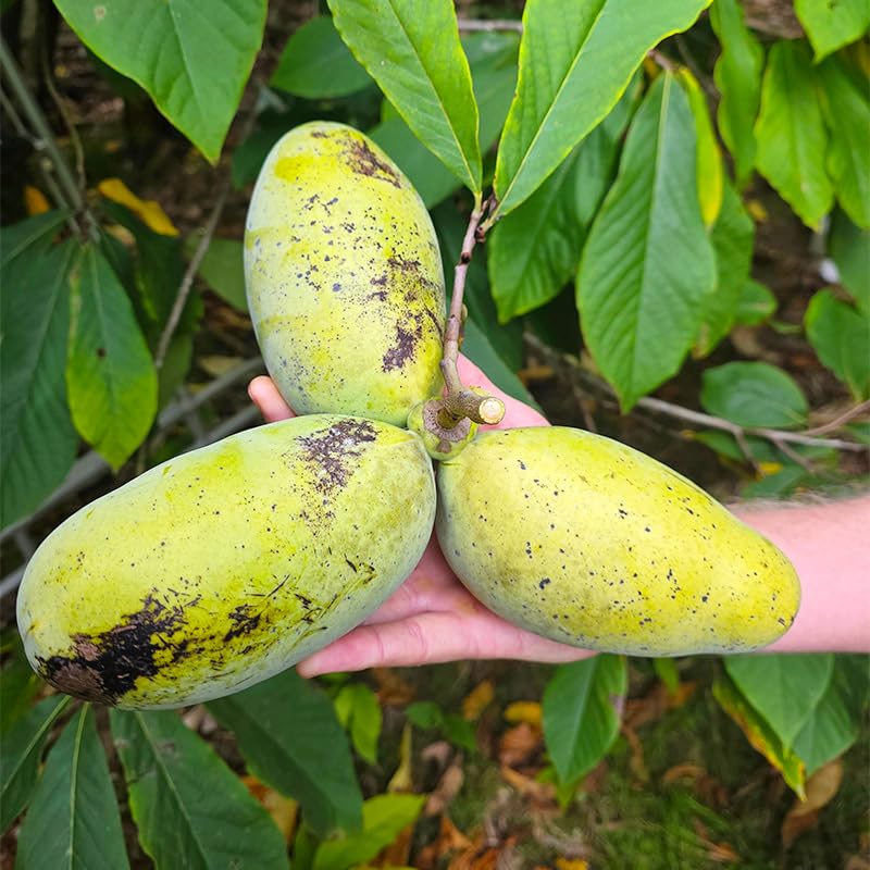 Generic Pawpaw tree showcased as ornamental landscape with large tropical leaves.